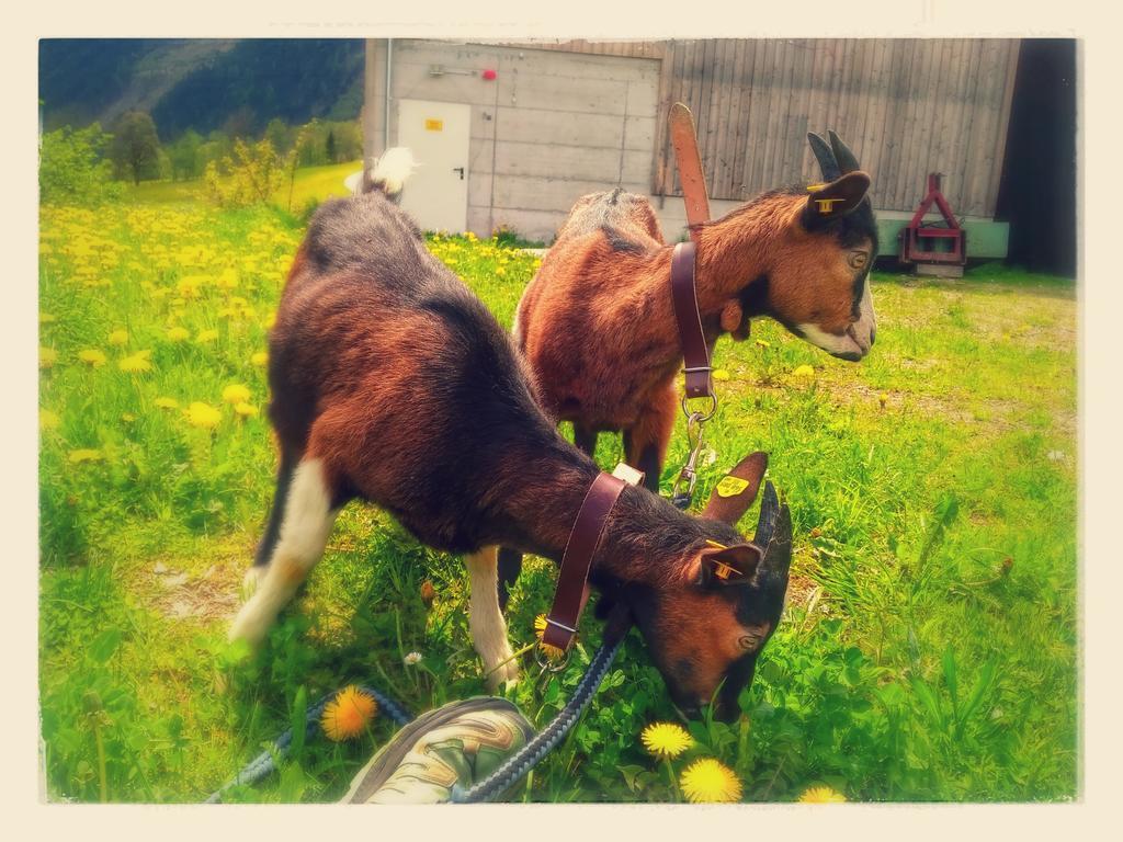 Rojerhof Schladming